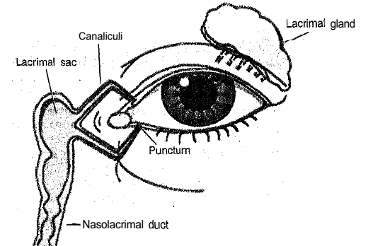 Explain About Functions Of The Lacrimal Apparatus Biology 4494